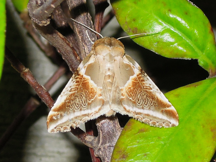 due Drepanidae - Habrosyne pyritoides e Thyatira batis